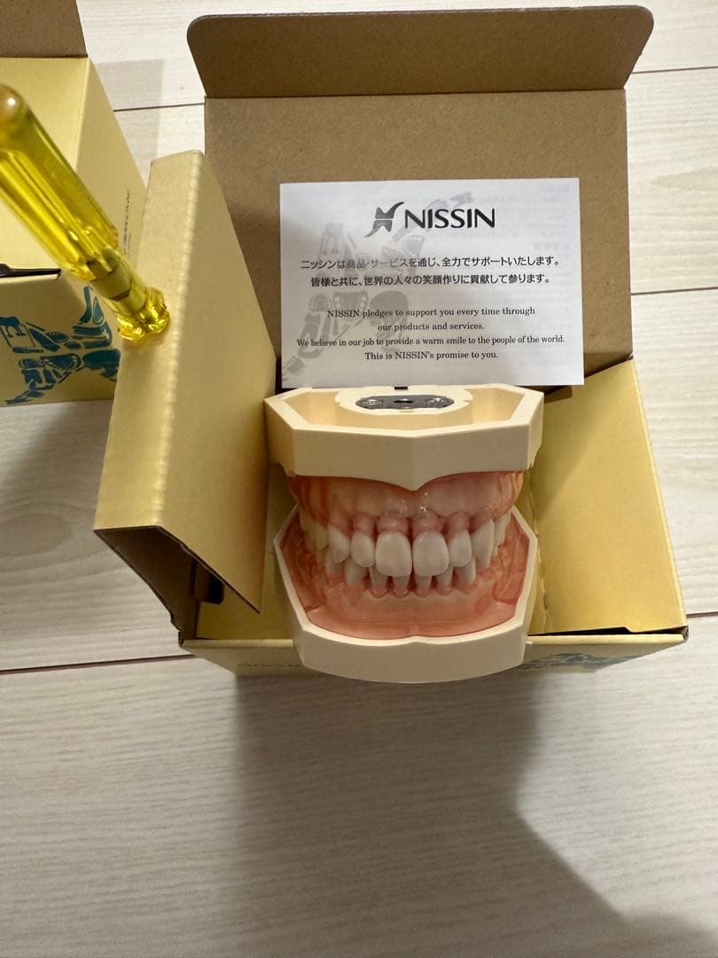 ６月限定値下げ　NISSIN 額模型 歯科模型 セット　歯科衛生士