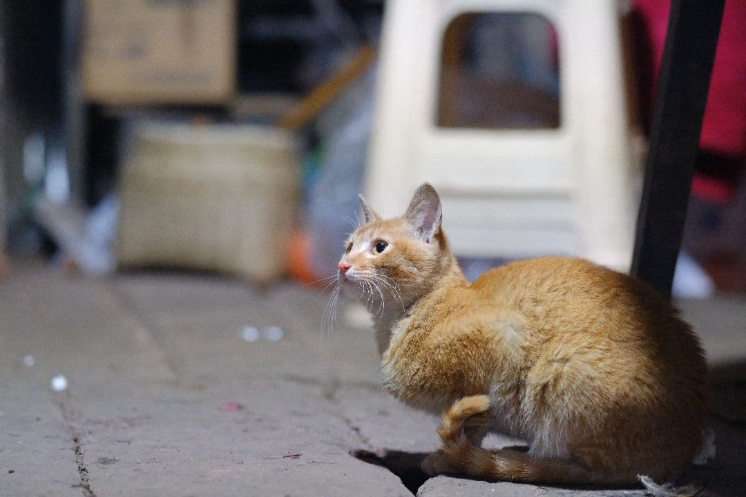 レンズ(単焦点) FUJIFILM XF90mm F/2