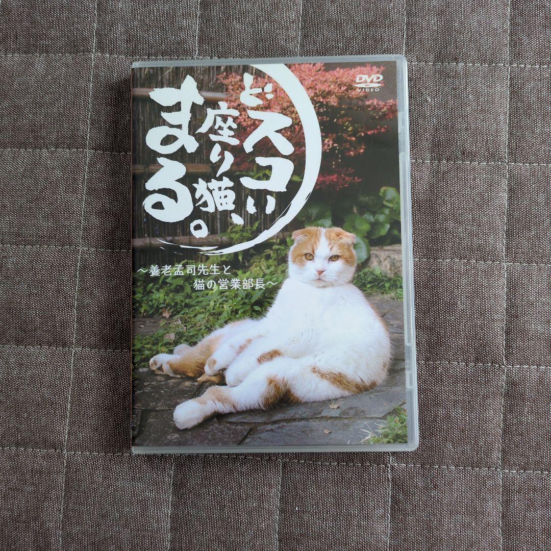 スコ座り猫。 DVD