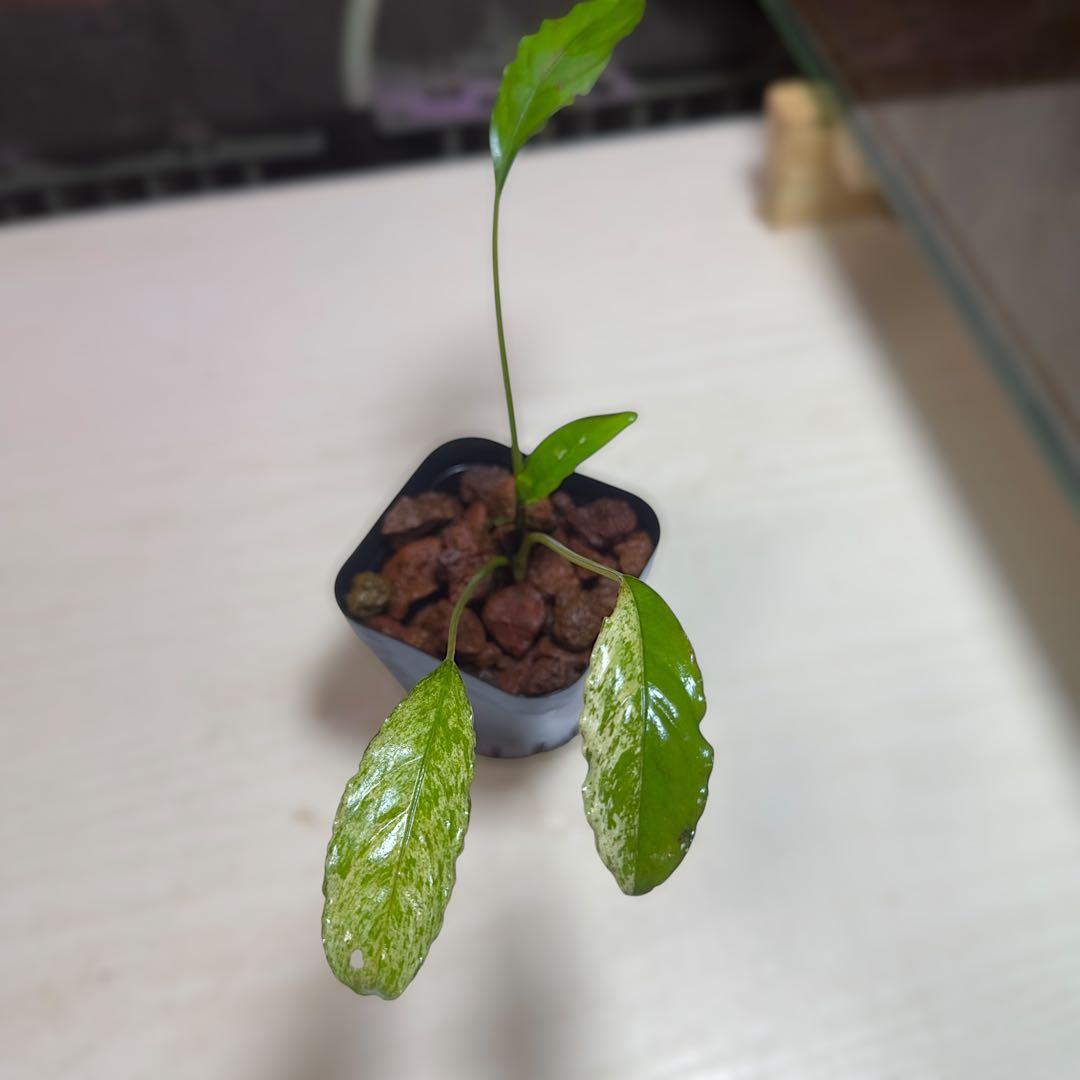 食*家様 ブセファランドラ Bucephalandra Pipto Varieg