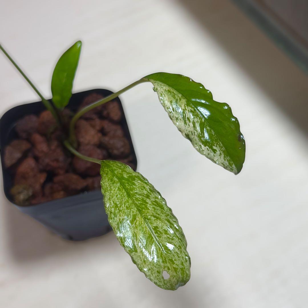 食*家様 ブセファランドラ Bucephalandra Pipto Varieg
