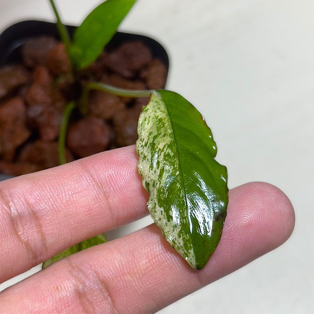 食*家様 ブセファランドラ Bucephalandra Pipto Varieg
