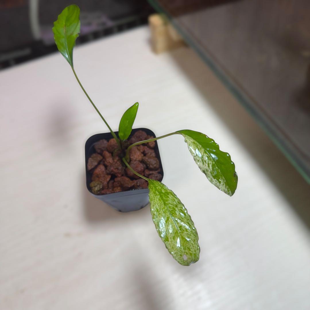 食*家様 ブセファランドラ Bucephalandra Pipto Varieg