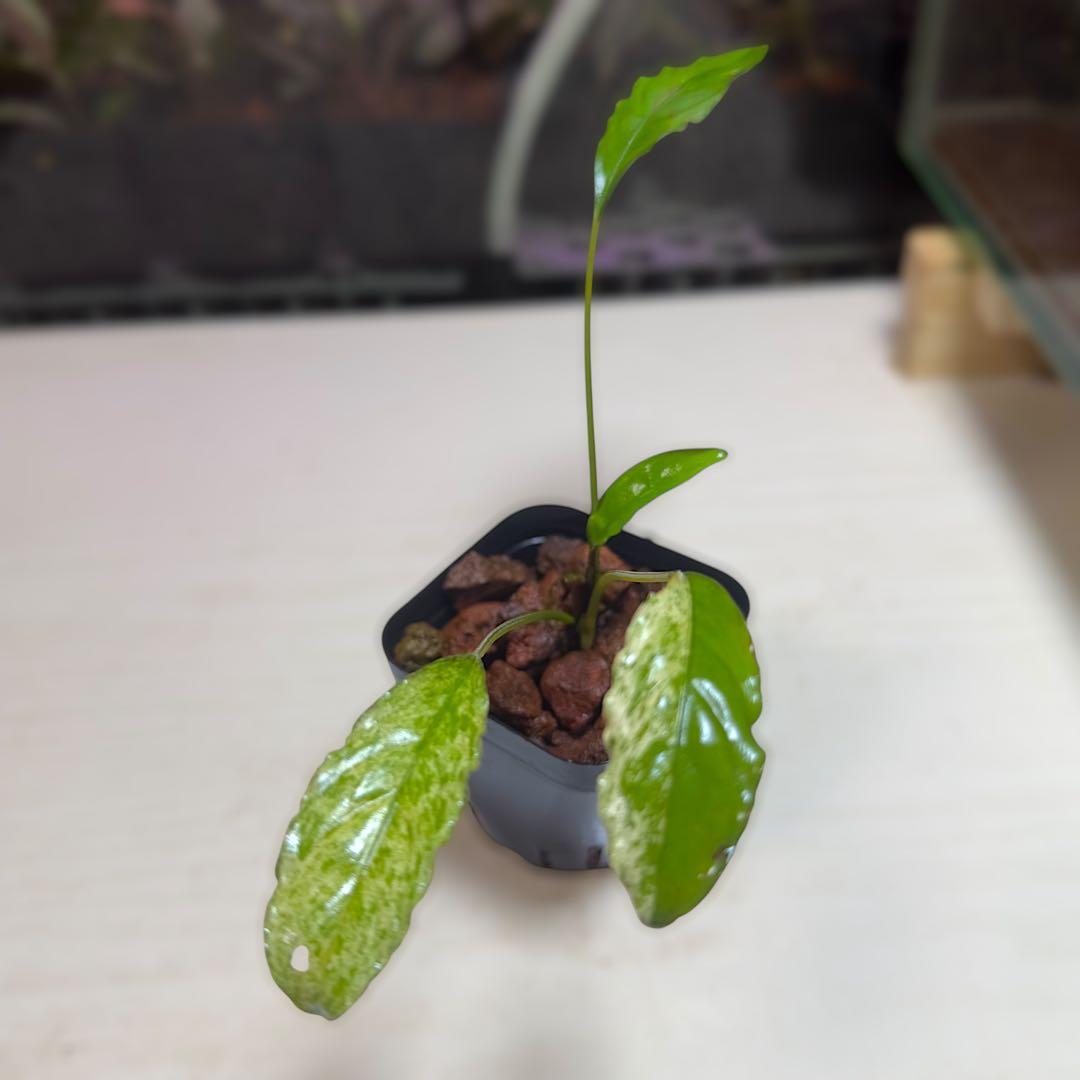 食*家様 ブセファランドラ Bucephalandra Pipto Varieg