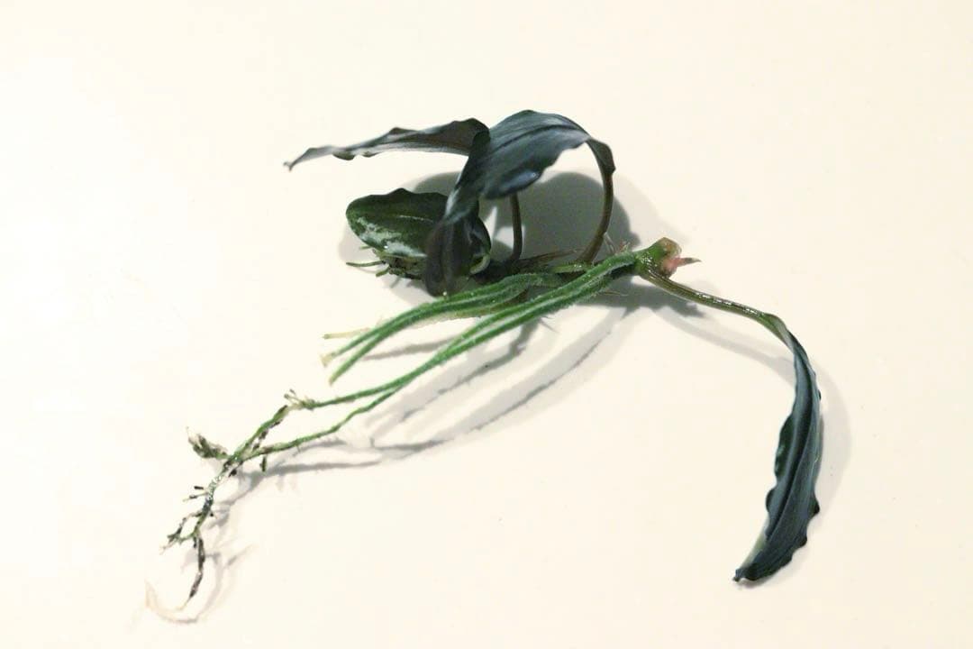 ブセファランドラspティアブルー