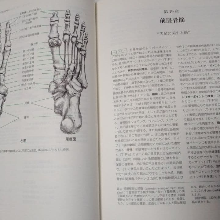 ［超貴重］トリガーポイントマニュアル 　筋筋膜と機能障害
