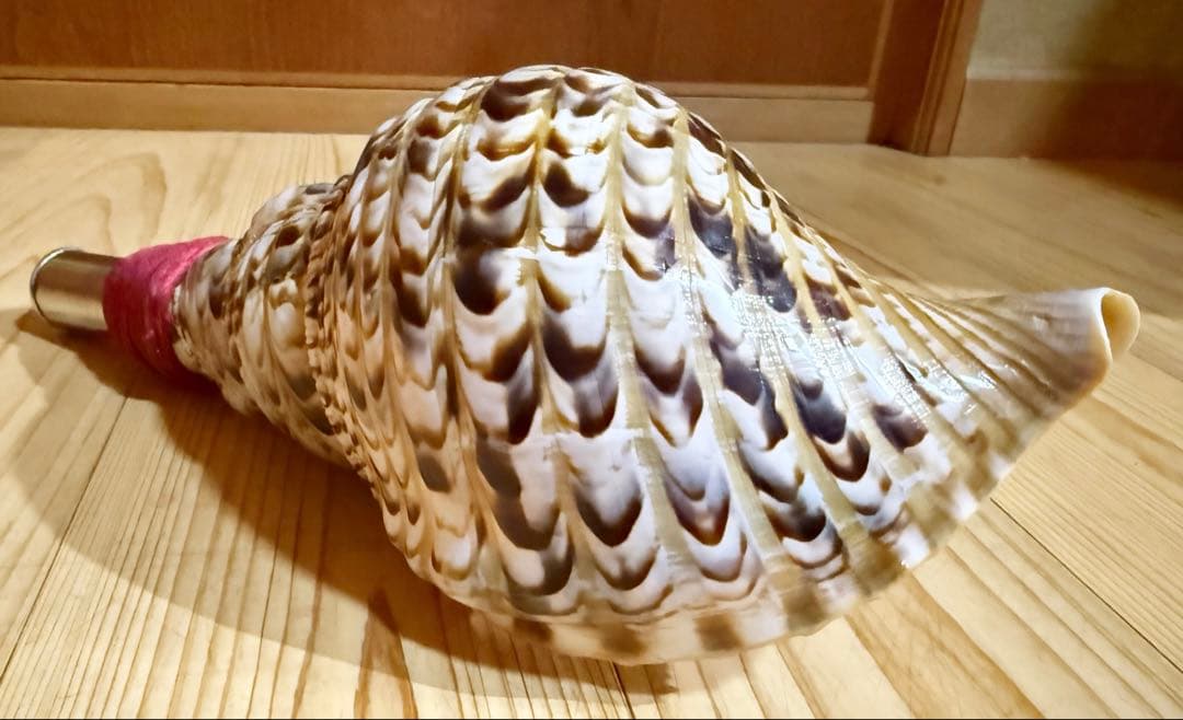 ミニ法螺貝　ほら貝　ホラガイ❣️赤紐付き