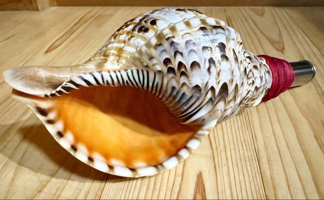 ミニ法螺貝　ほら貝　ホラガイ❣️赤紐付き
