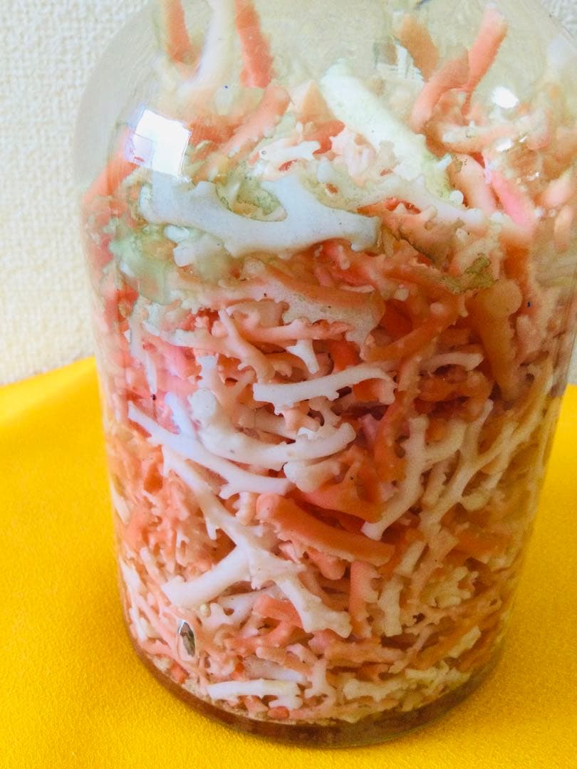 本珊瑚 桃色珊瑚　瓶詰め 原木 枝 置物　インテリア　ピンクサンゴ　コーラル