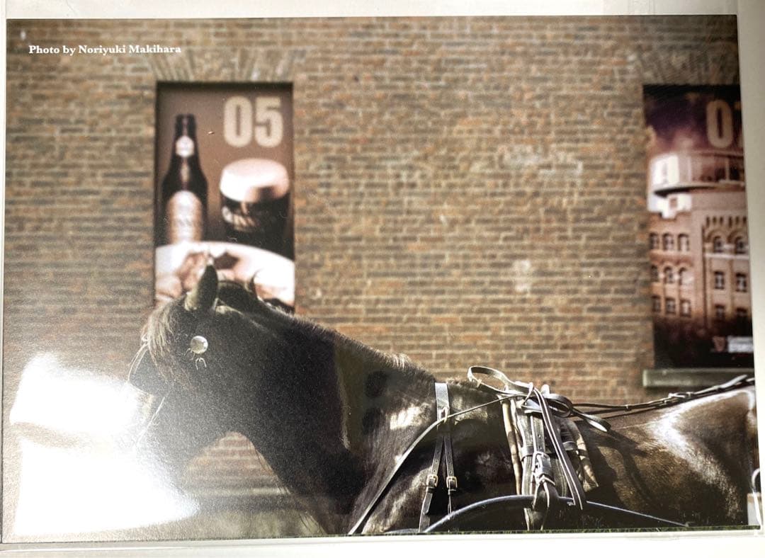 槇原敬之　アイルランド　音楽紀行　DVD 特別編　特典ポストカード付き　入手困難