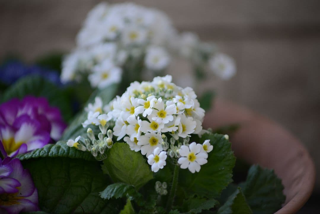 おまけ付き　NIKON AF NIKKOR 70-210mm f4