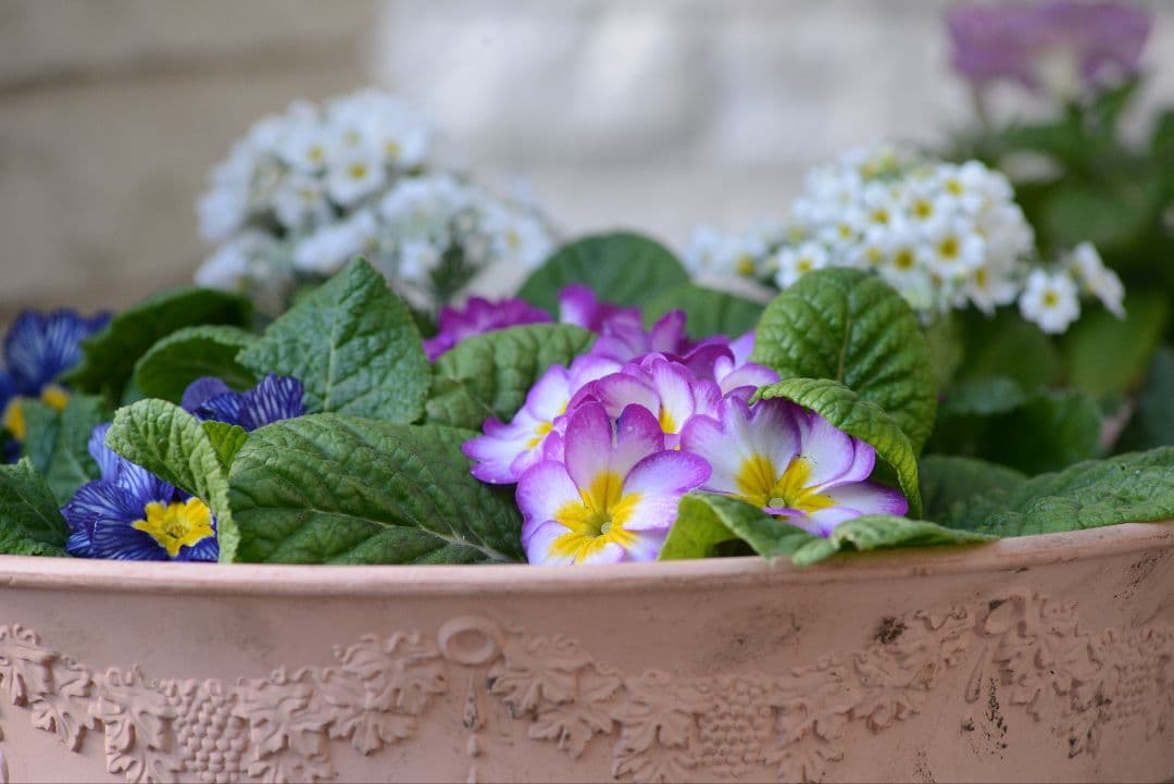 おまけ付き　NIKON AF NIKKOR 70-210mm f4