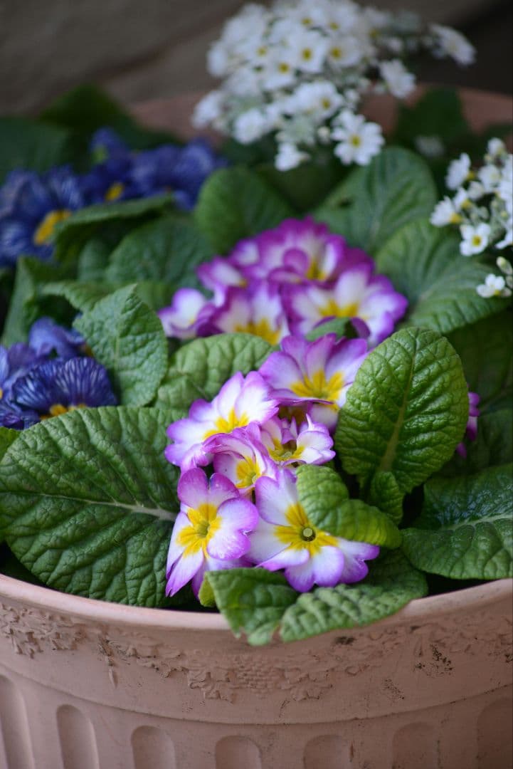 おまけ付き　NIKON AF NIKKOR 70-210mm f4