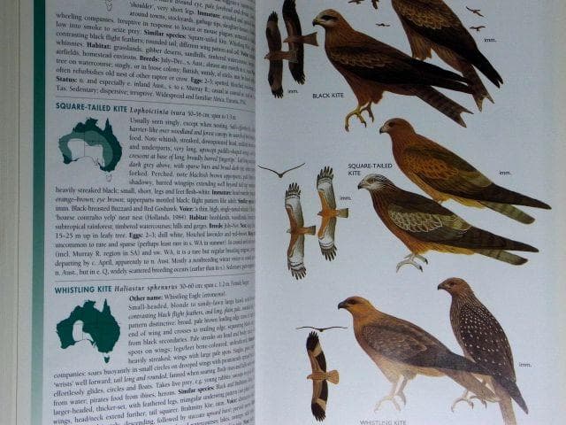 オーストラリア野鳥識別ガイドの海外書籍(英語)カラーのイラスト2500点