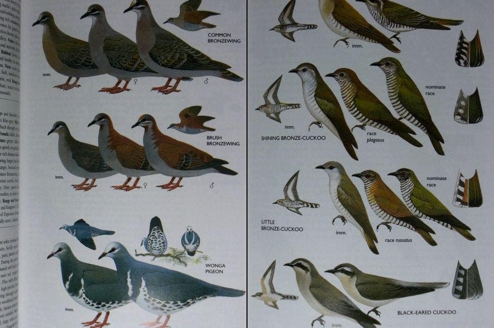 オーストラリア野鳥識別ガイドの海外書籍(英語)カラーのイラスト2500点