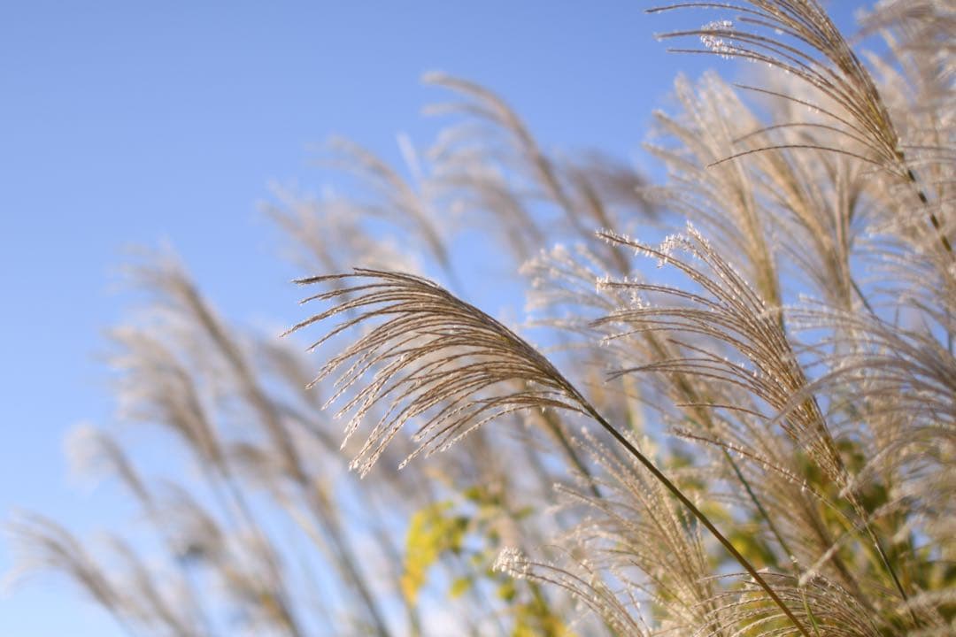 並品 SIGMA 50mm F1.4 EX DG HSM Nikon用
