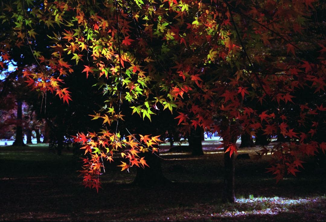 【中古】【良品】Carl Zeiss Planar 2/45 単焦点レンズ