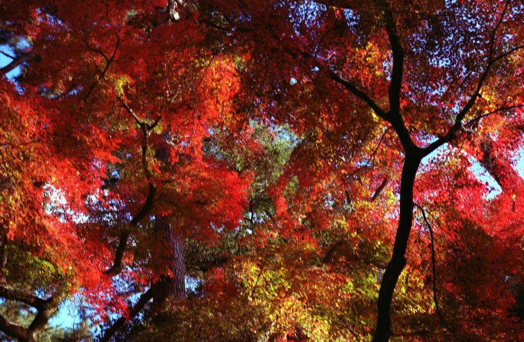 【中古】【良品】Carl Zeiss Planar 2/45 単焦点レンズ