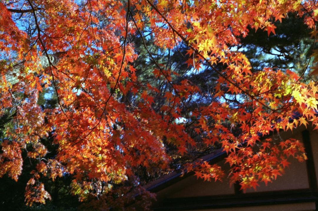 【中古】【良品】Carl Zeiss Planar 2/45 単焦点レンズ