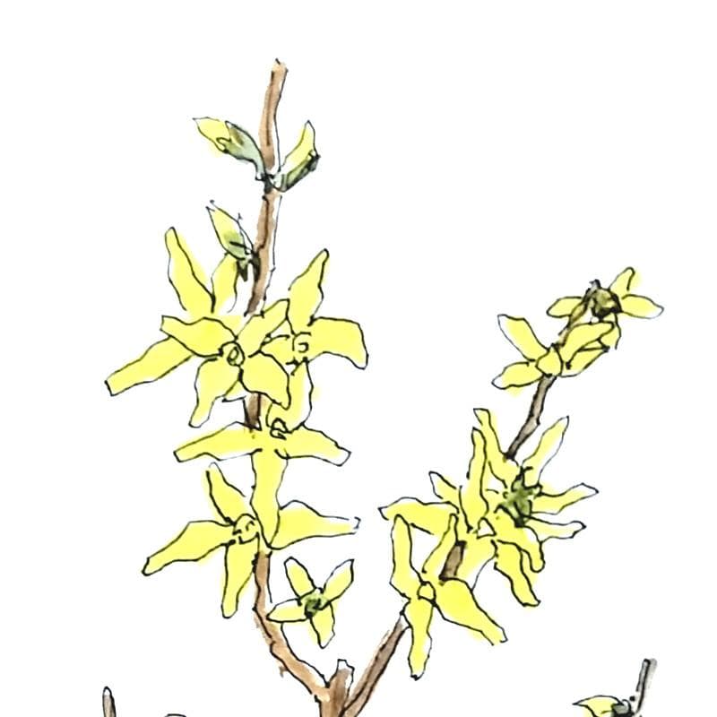 ☆ 坂本直行 ☆「 れんぎょう 」水彩画　1982年3月作　証明書有り　未使用！