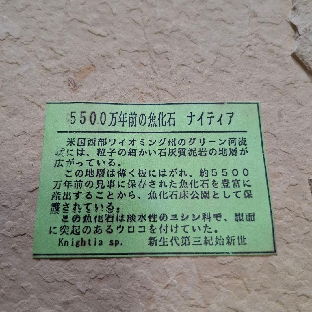 5500万年前の魚化石　ナイティア　Knightia　群体化石　新生代第三紀