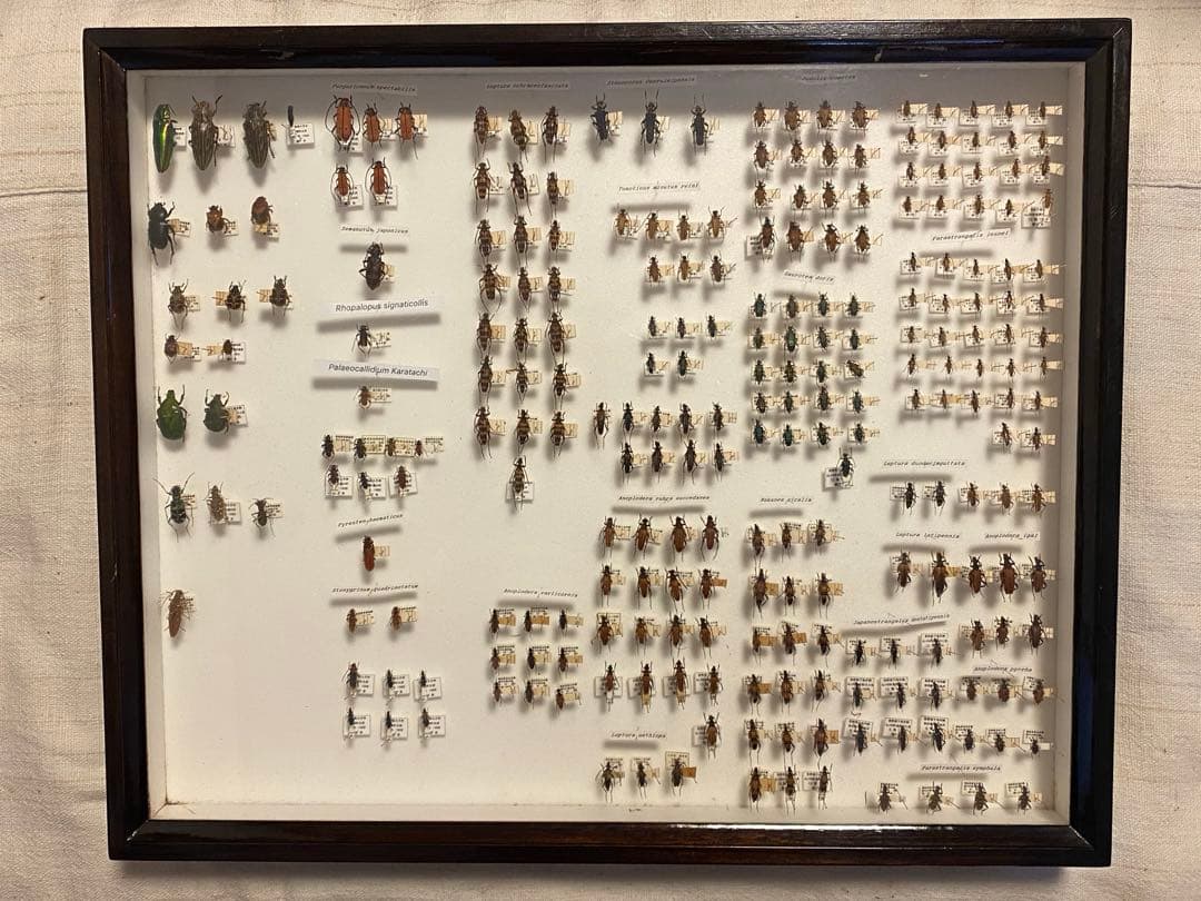 カミキリムシ（および甲虫）標本