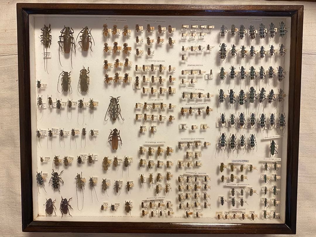 カミキリムシ（および甲虫）標本