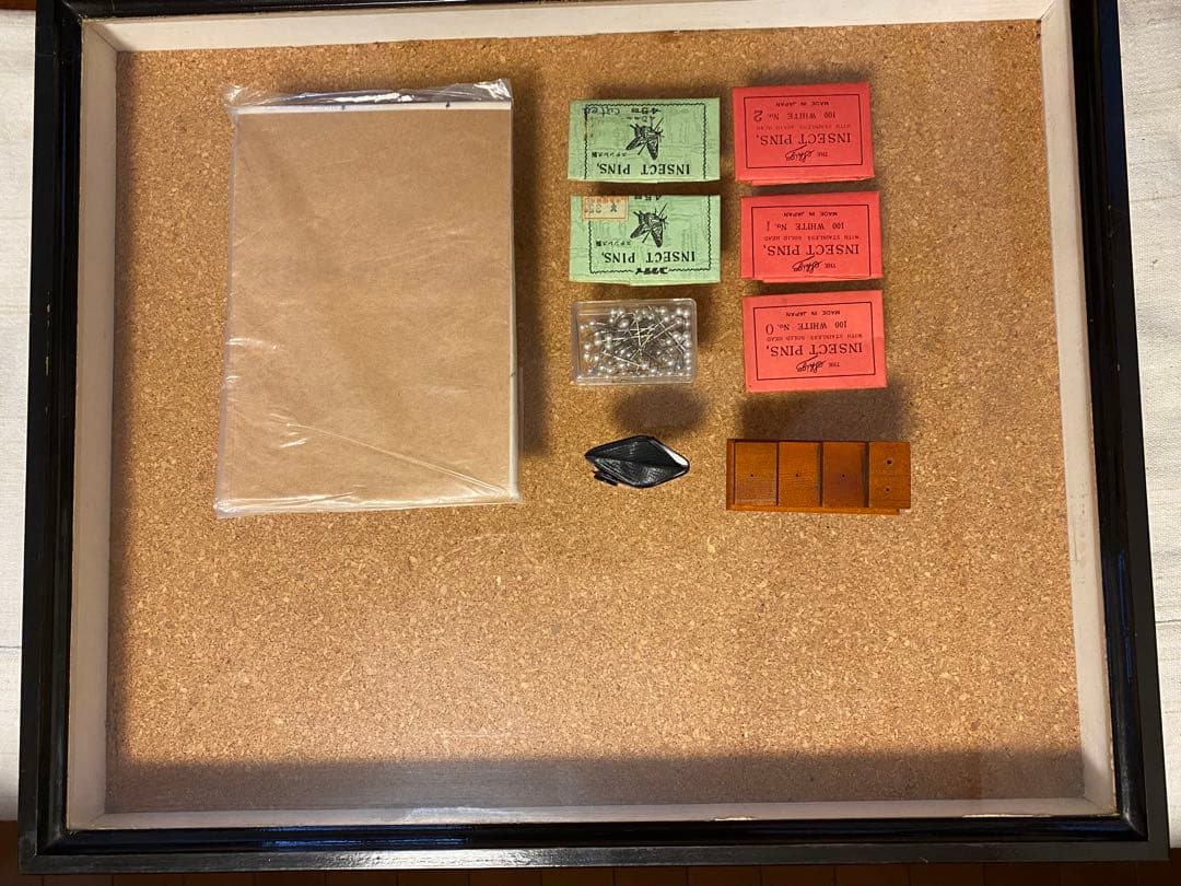 カミキリムシ（および甲虫）標本