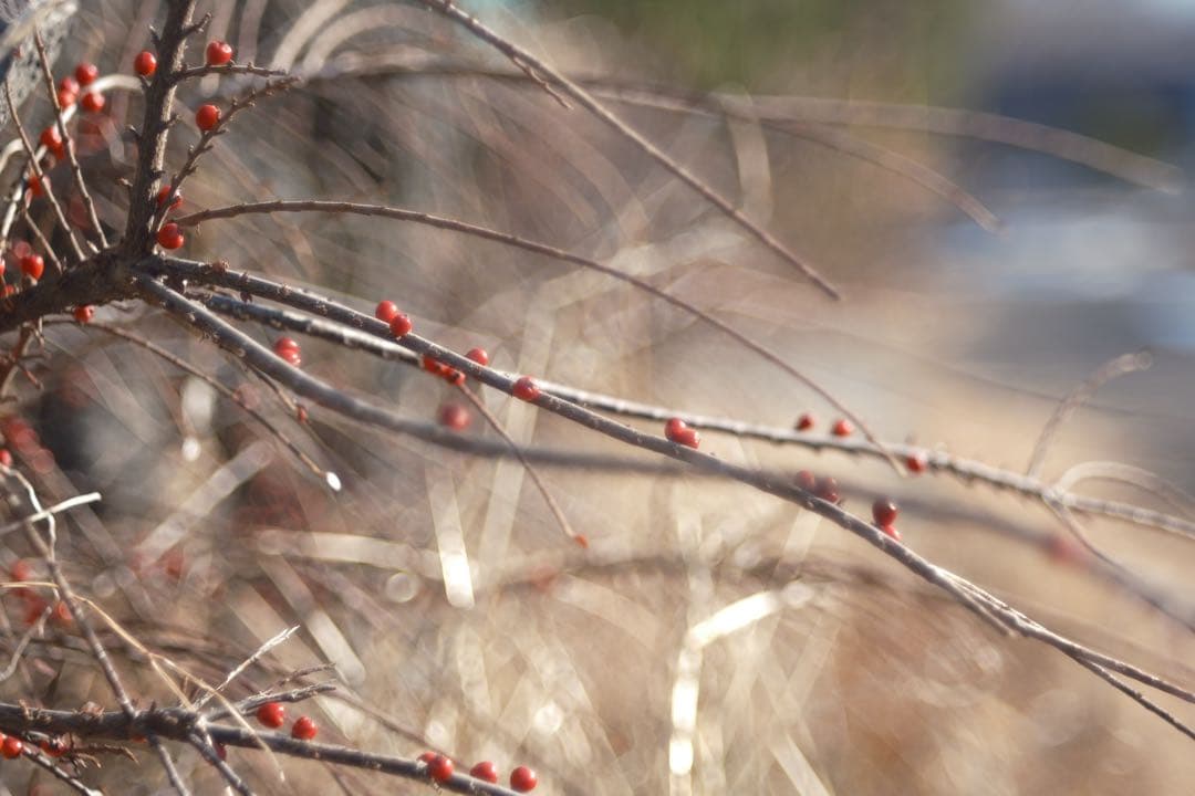 週末SALE★FXアダプター付美品★X-Fujinon55mm f2.2★作例有