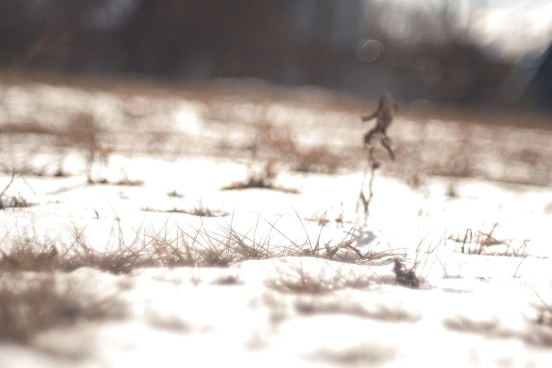 週末SALE★FXアダプター付美品★X-Fujinon55mm f2.2★作例有