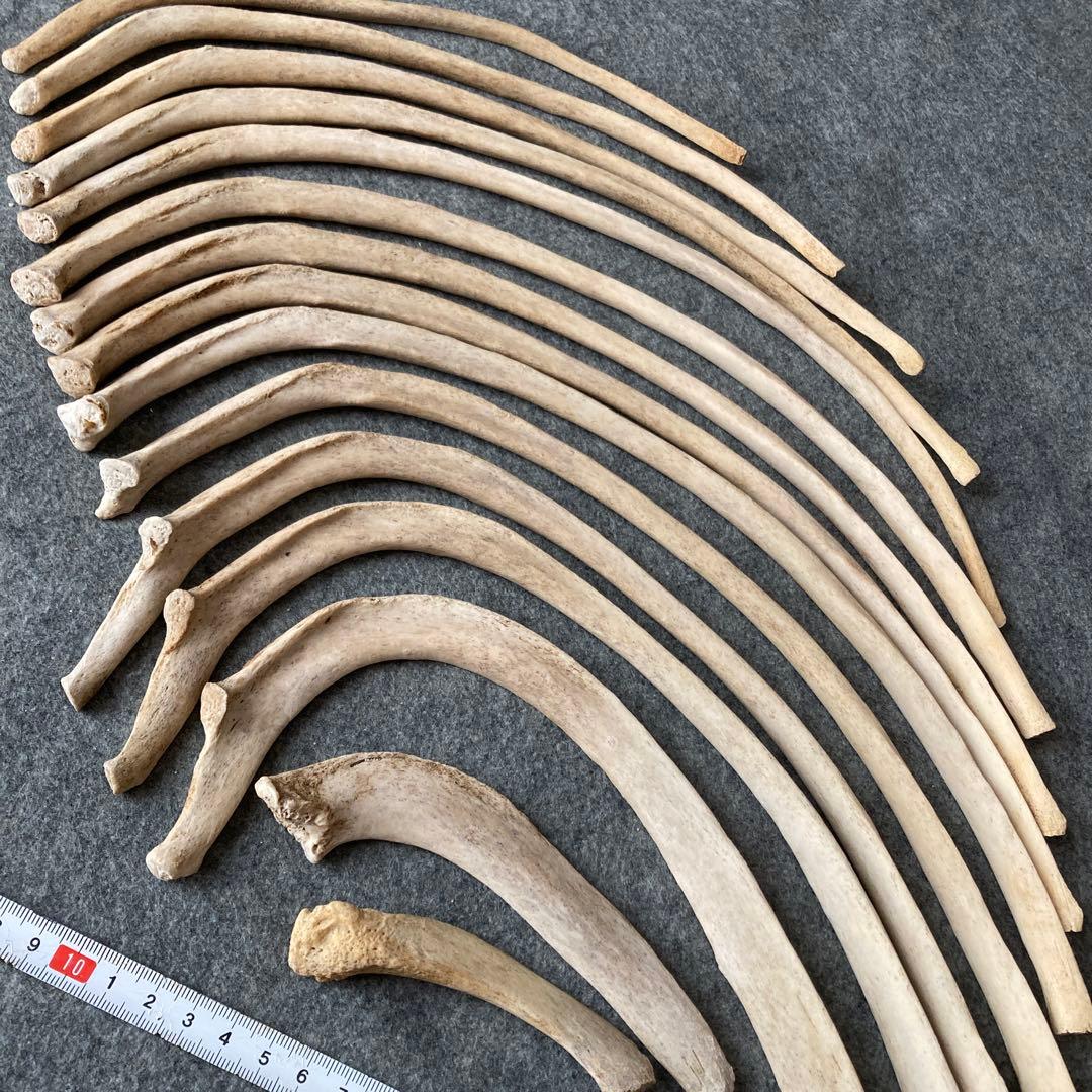 Tada様用　イルカの骨 骨格標本