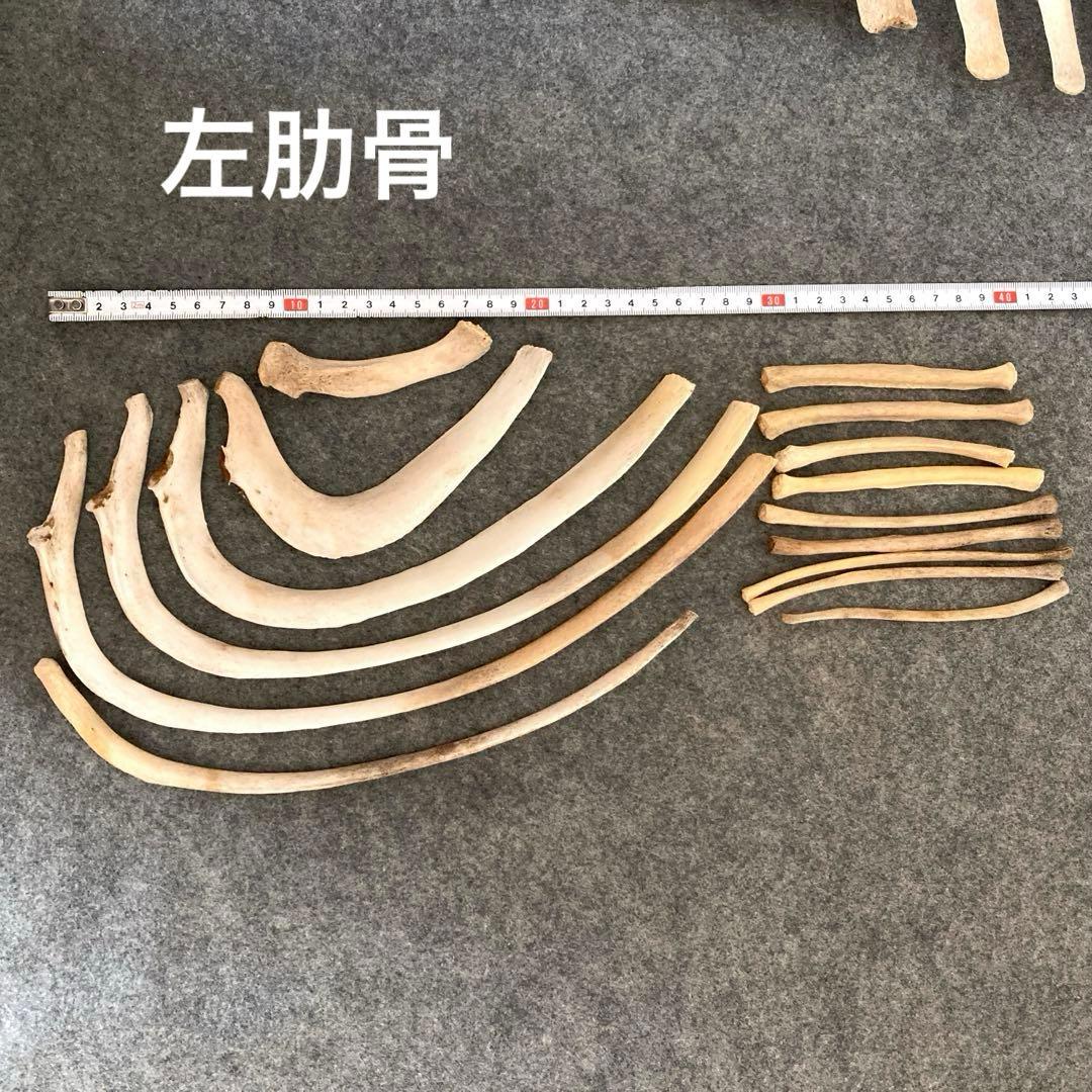 Tada様用　イルカの骨 骨格標本