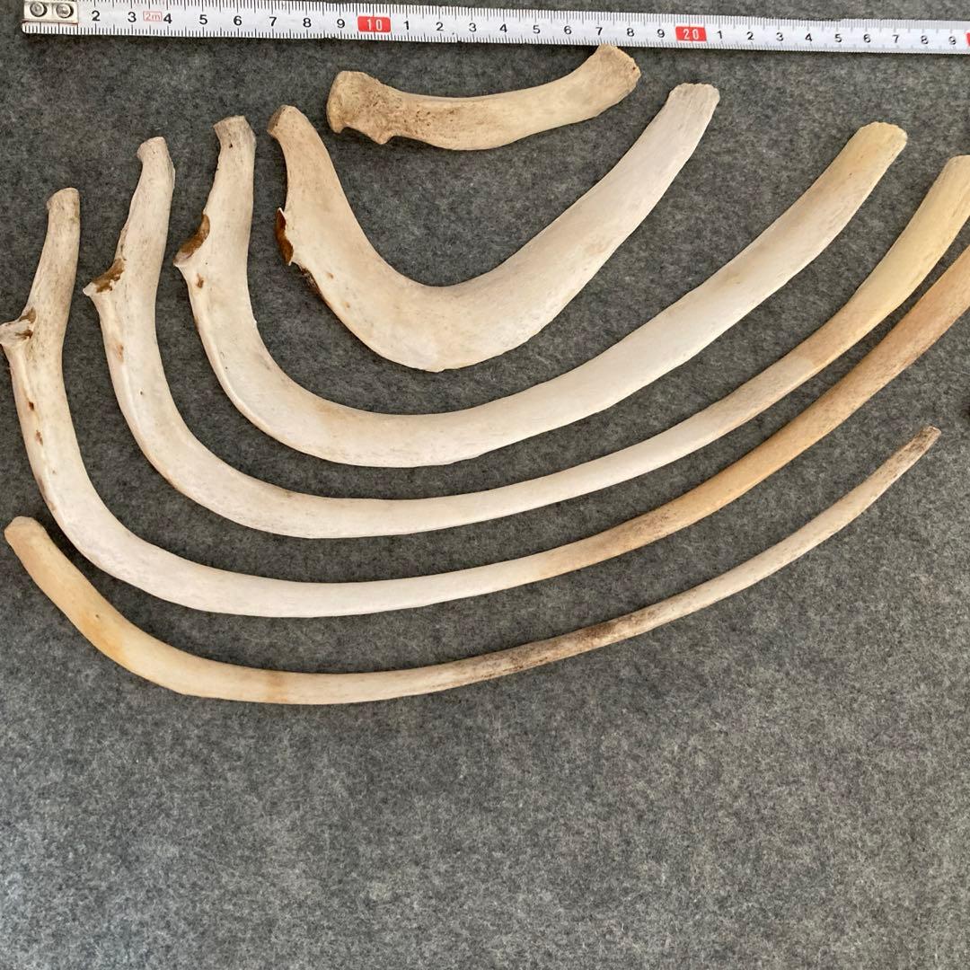 Tada様用　イルカの骨 骨格標本