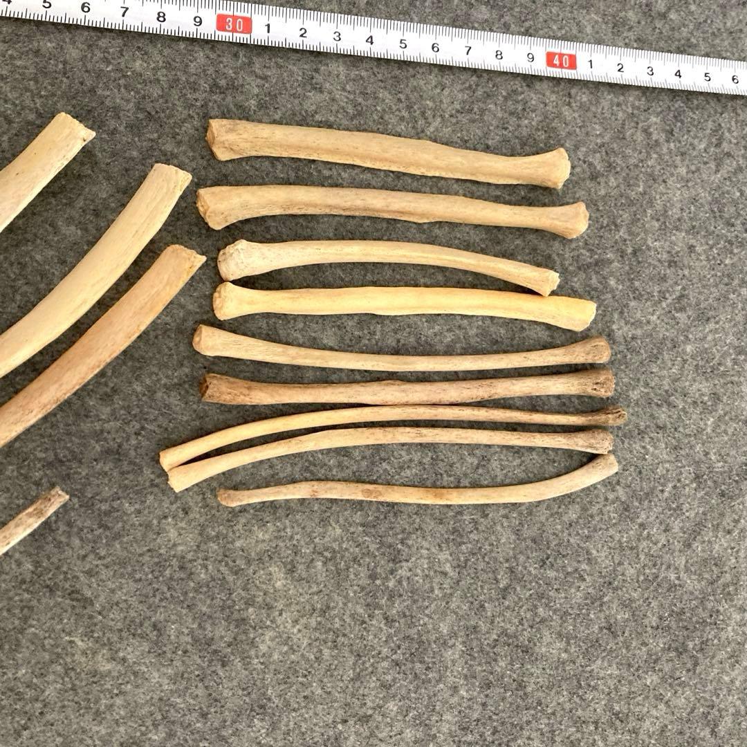 Tada様用　イルカの骨 骨格標本