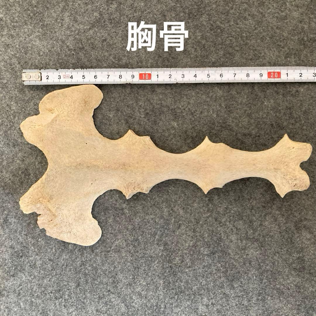 Tada様用　イルカの骨 骨格標本