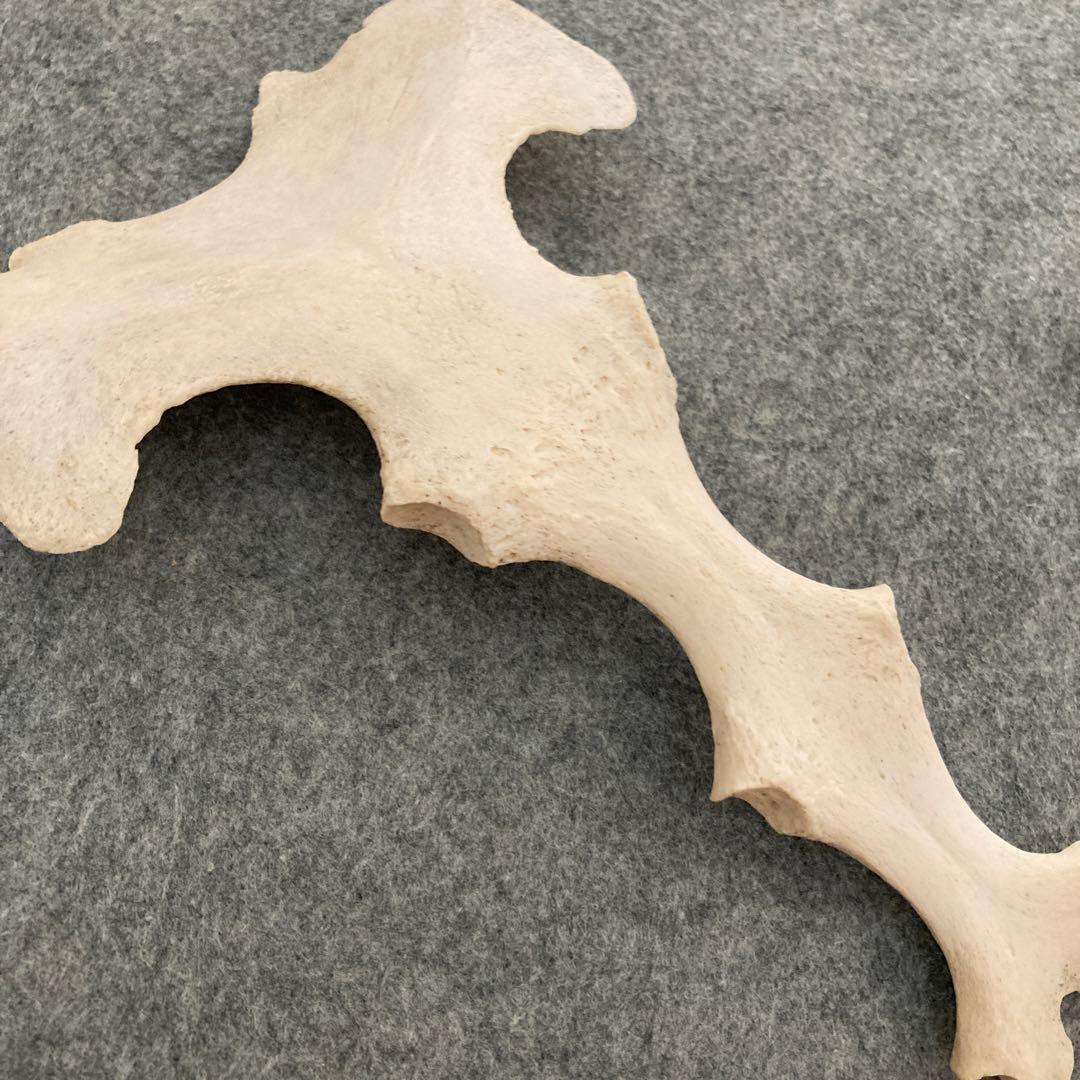 Tada様用　イルカの骨 骨格標本
