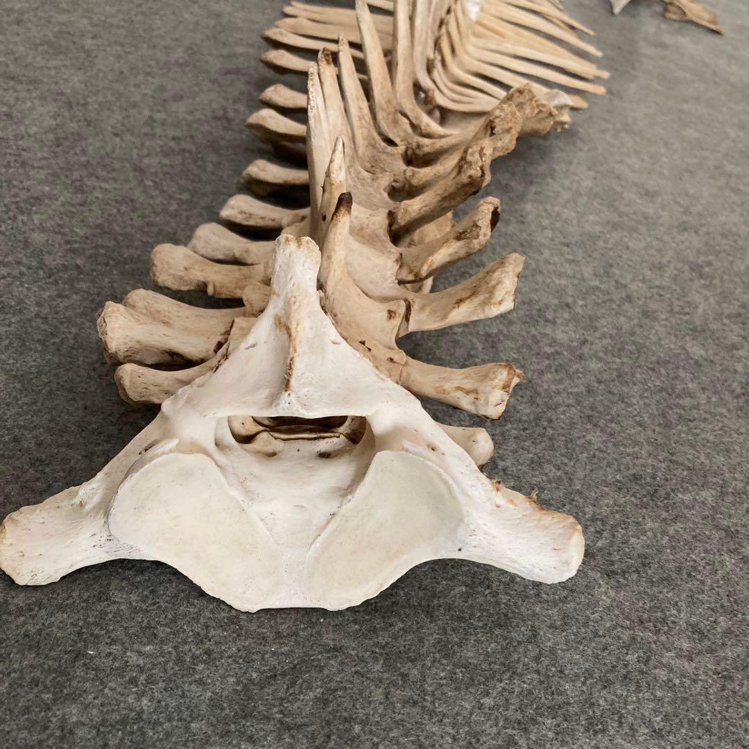 Tada様用　イルカの骨 骨格標本