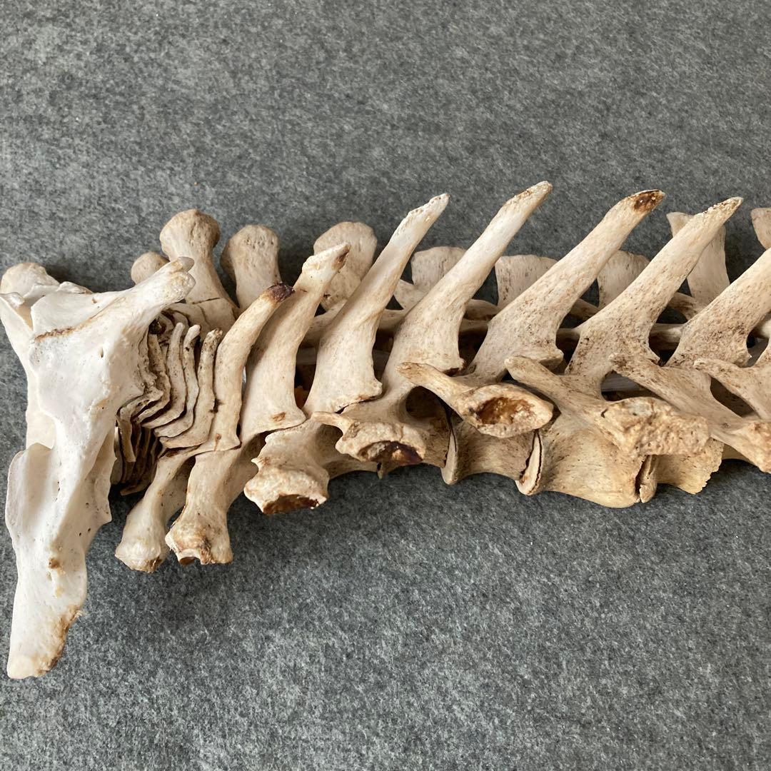 Tada様用　イルカの骨 骨格標本