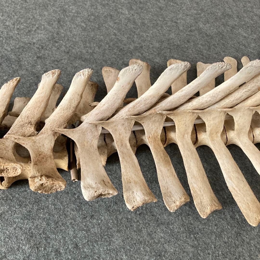 Tada様用　イルカの骨 骨格標本