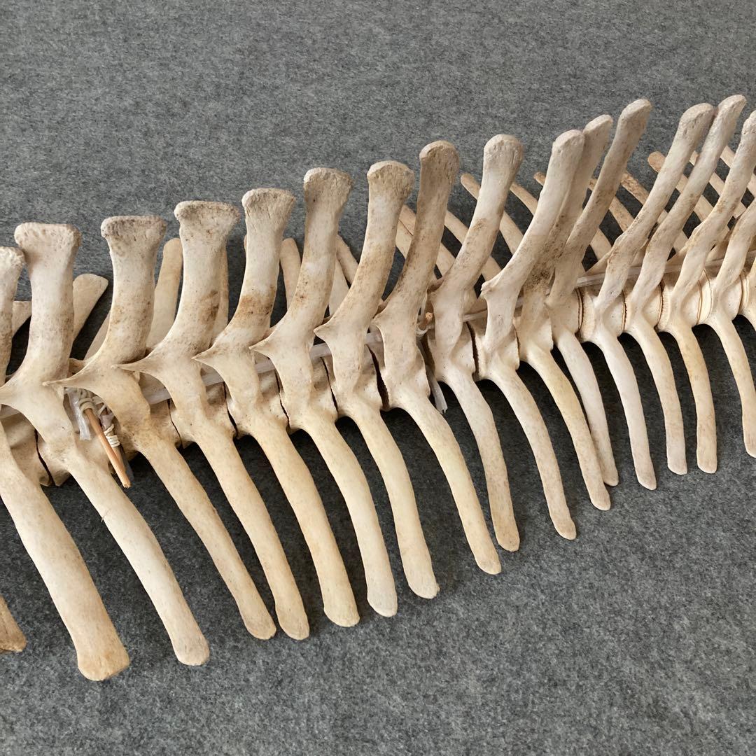 Tada様用　イルカの骨 骨格標本