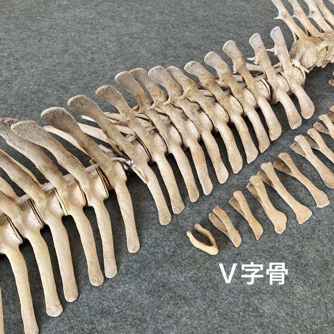 Tada様用　イルカの骨 骨格標本