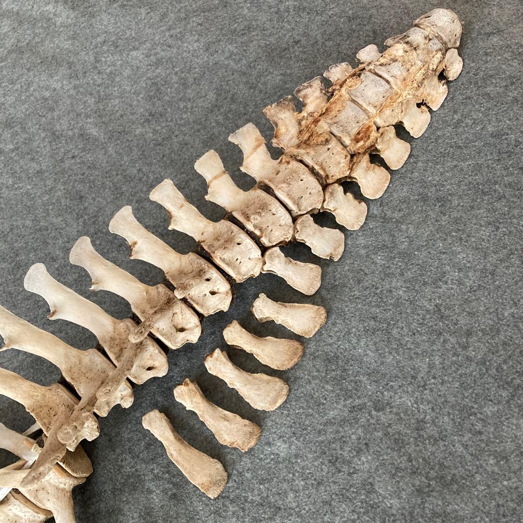 Tada様用　イルカの骨 骨格標本