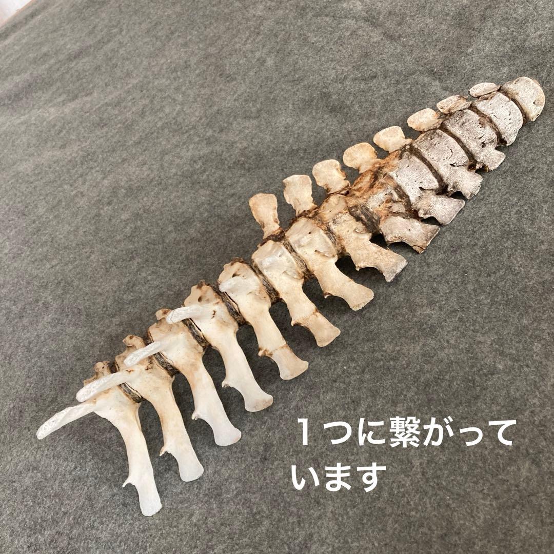 Tada様用　イルカの骨 骨格標本