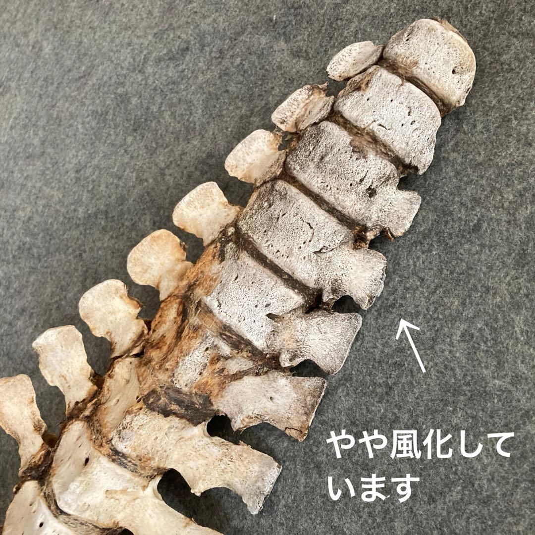 Tada様用　イルカの骨 骨格標本