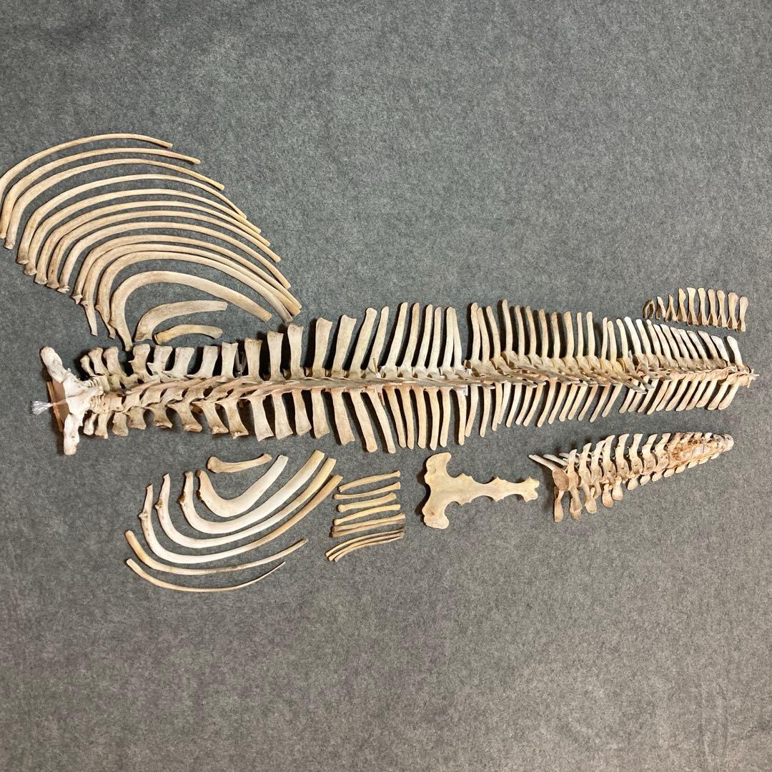 Tada様用　イルカの骨 骨格標本