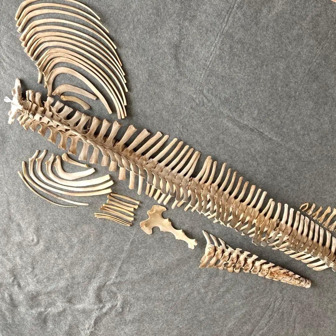 Tada様用　イルカの骨 骨格標本