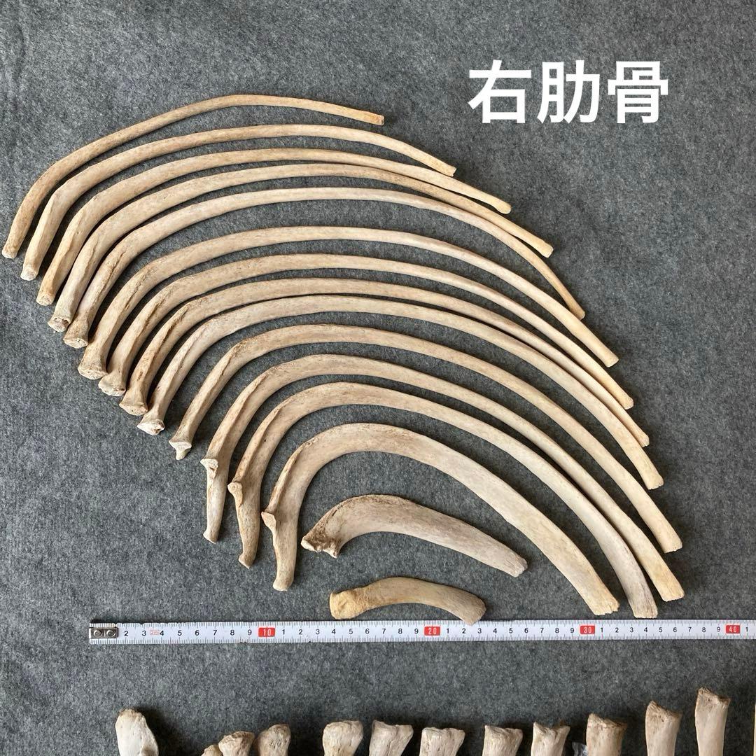 Tada様用　イルカの骨 骨格標本