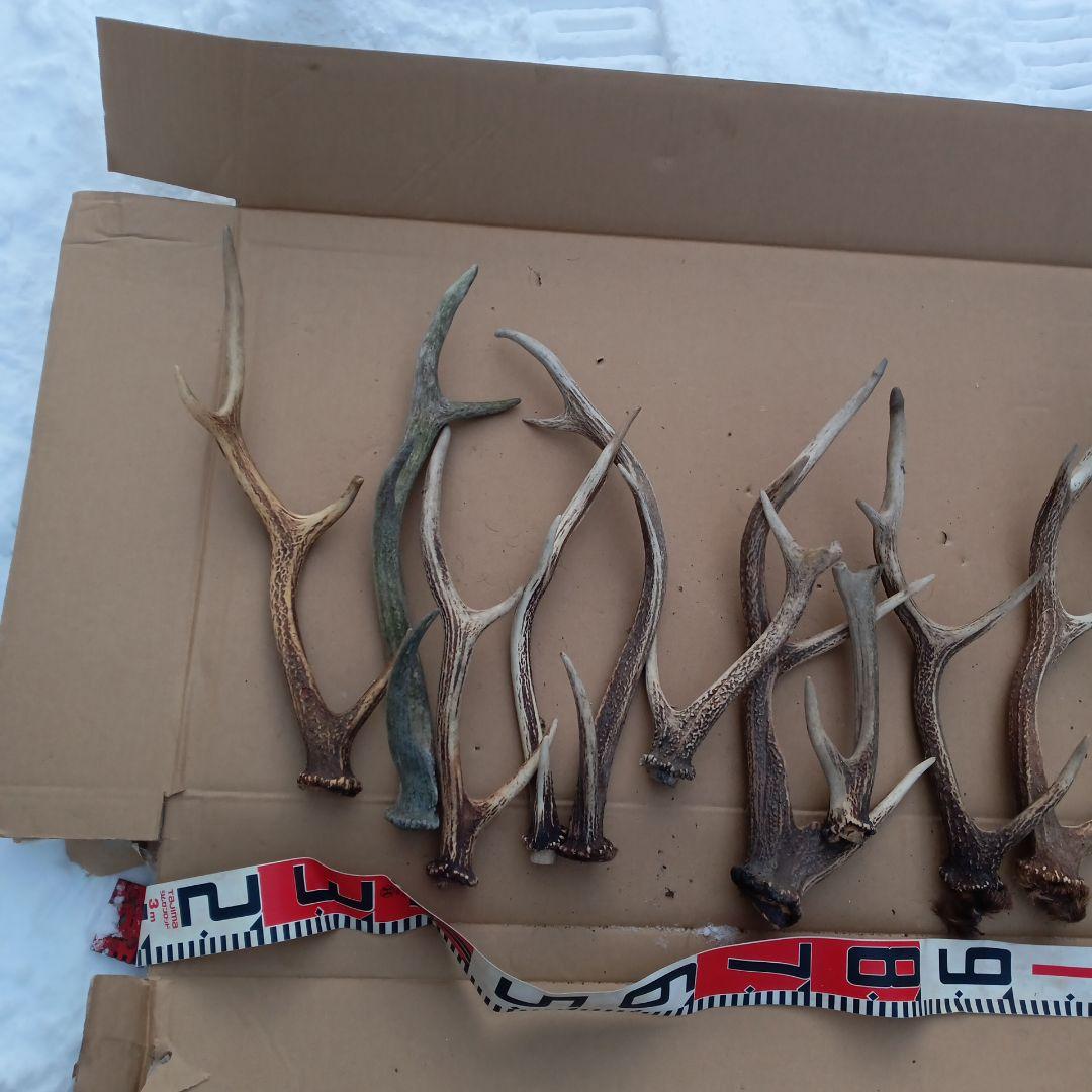 ク*ト様 鹿の角 犬用おもちゃ 工芸品などにどうぞ ３０番