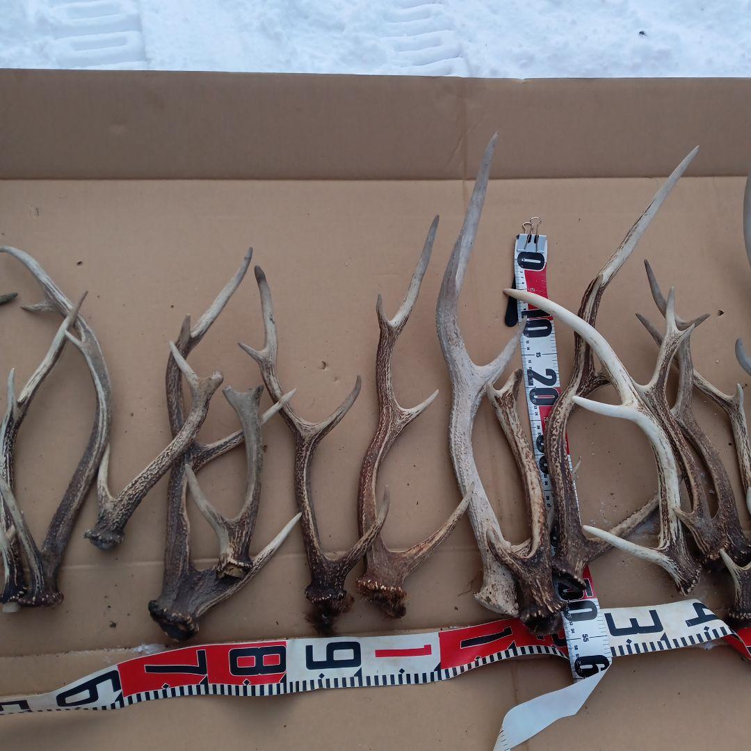 ク*ト様 鹿の角 犬用おもちゃ 工芸品などにどうぞ ３０番