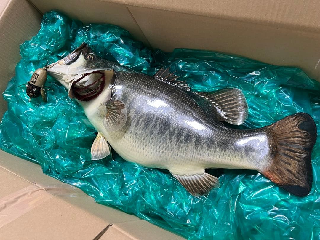 ブラックバス剥製　インテリア壁掛けタイプ